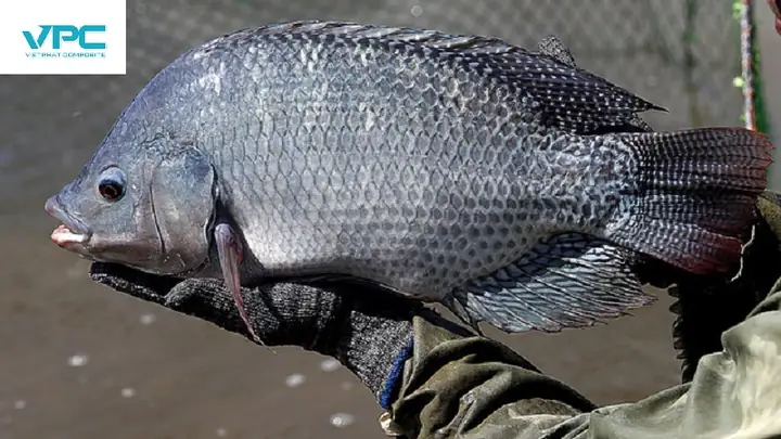 Nuôi Cá Rô Phi Trong Thùng Nhựa Cần Những Bí Quyết Nào?