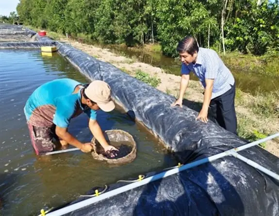 Nuôi Cá Chạch Lấu Giống Trong Bể Lót Bạt Ở Hậu Giang, Nông Dân Có Thu Nhập Cao, Nhiều Người Tò - Ảnh 1.