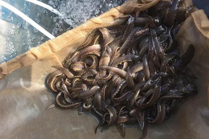 Nuôi Cá Chạch Lấu Thương Phẩm