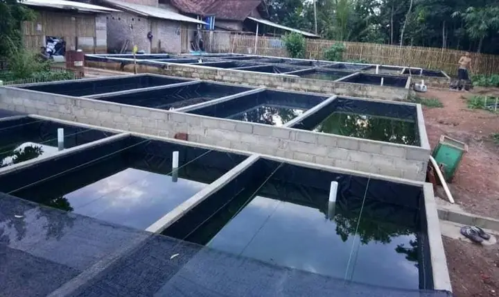 Nuôi Cá Chạch Lấu Thương Phẩm