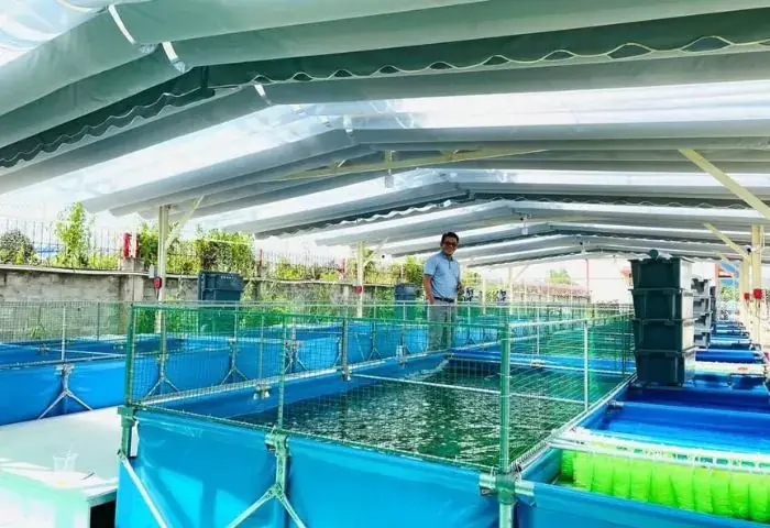 Nuôi Cá Chép Trong Bồn Bạt – Giải Pháp Mới Trong Nuôi Cá Hiện Nay