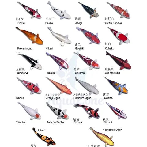 Phân Loại Phân Loại