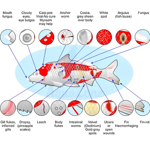 Nguyên Nhân Cá Koi Dễ Nhiễm Bệnh Nguyên Nhân Cá Koi Dễ Nhiễm Bệnh