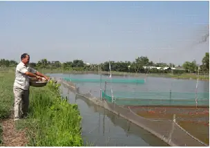 Nuôi Cá Chép Koi Trong Ao Nuôi Cá Chép Koi Trong Ao