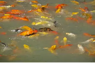 Nuôi Cá Chép Koi Trong Ao Nuôi Cá Chép Koi Trong Ao