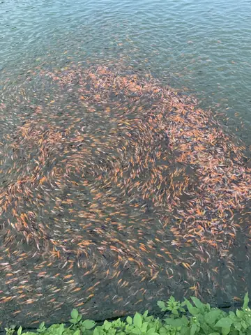 Hướng Dẫn Kỹ Thuật Ương Nuôi Cá Chép Koi Trong Ao Đất Hướng Dẫn Kỹ Thuật Ương Nuôi Cá Chép Koi Trong Ao Đất