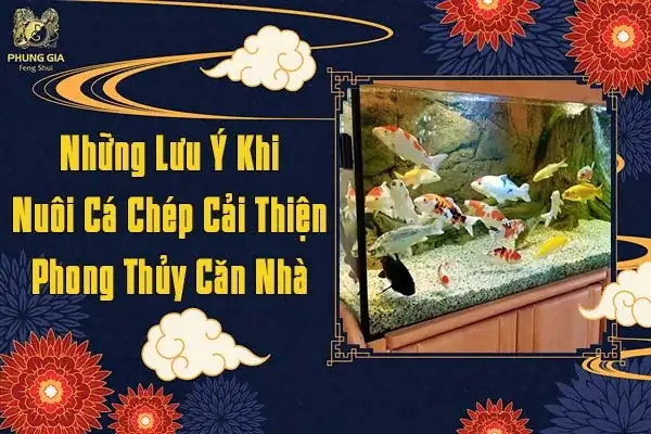 Những Lưu Ý Khi Nuôi Cá Chép Cải Thiện Phong Thủy Căn Nhà