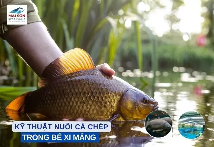 Nuôi Cá Chép Tại Nhà: Hướng Dẫn Toàn Tập Từ A-z