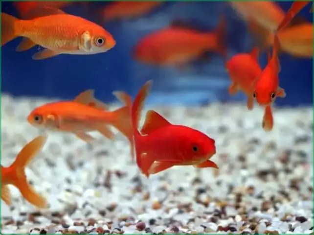 Thiết Kế Bể Nuôi Đơn Giản