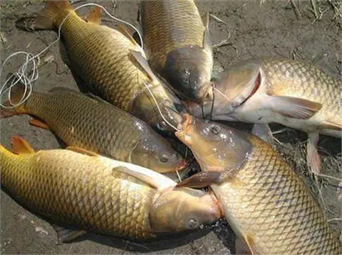 Kỹ Thuật Nuôi Cá Chép Thịt Hiệu Quả Cao: Từ Ao Đơn Đến Nuôi Ghép Kỹ Thuật Nuôi Cá Chép Thịt Hiệu Quả Cao: Từ Ao Đơn Đến Nuôi Ghép