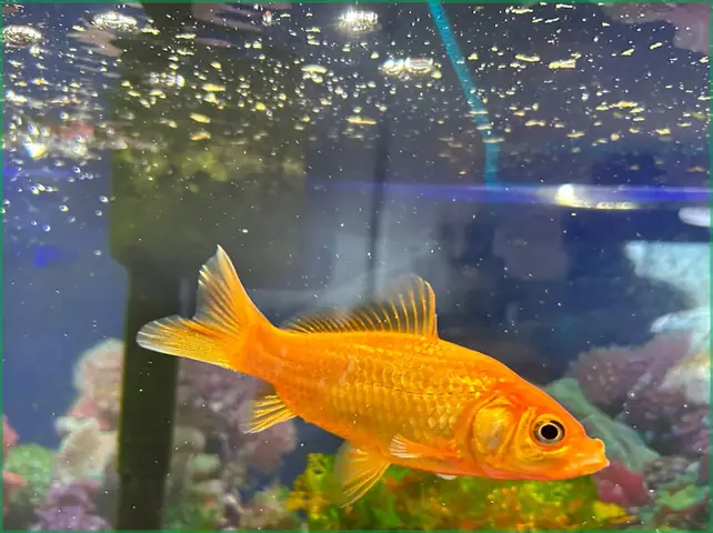 Hướng Dẫn Chi Tiết Cách Nuôi Cá Chép Vàng Trong Bể Kính: Từ A Đến Z