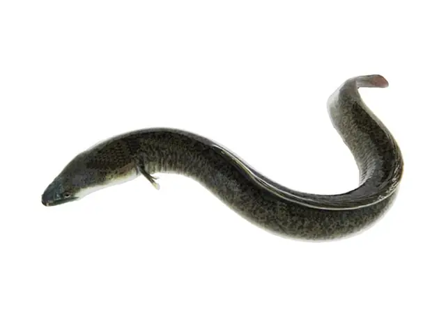 Kỹ Thuật Nuôi Cá Chình Trong Bể Xi Măng – Tạp Chí Thủy Sản Việt Nam