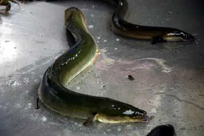 Nuôi Cá Chình Nước Mặn: Bí Quyết Thành Công Từ A Đến Z Cho Người Mới Bắt Đầu