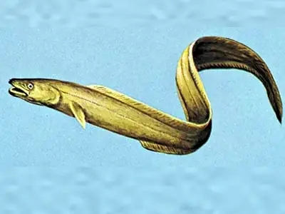 Nuôi Cá Chình Nước Mặn: Bí Quyết Thành Công Từ A Đến Z Cho Người Mới Bắt Đầu