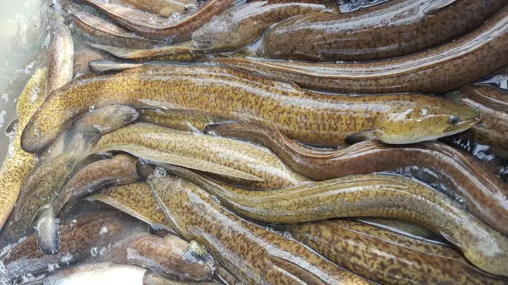 Nuôi Cá Chình Nước Mặn