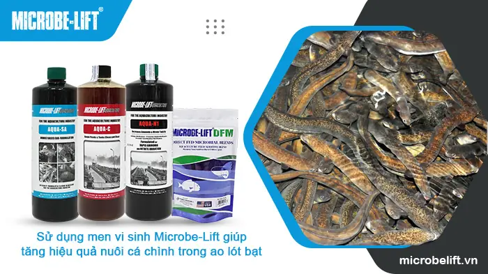 Sử Dụng Men Vi Sinh Giúp Tăng Hiệu Quả Nuôi Cá Chình Trong Ao Lót Bạt Sử Dụng Men Vi Sinh Giúp Tăng Hiệu Quả Nuôi Cá Chình Trong Ao Lót Bạt