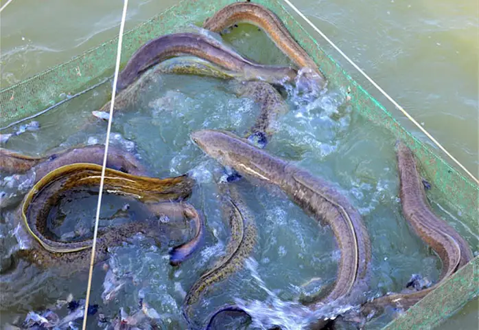 Chăm Sóc Và Quản Lý Ao Nuôi Cá Chình Chăm Sóc Và Quản Lý Ao Nuôi Cá Chình