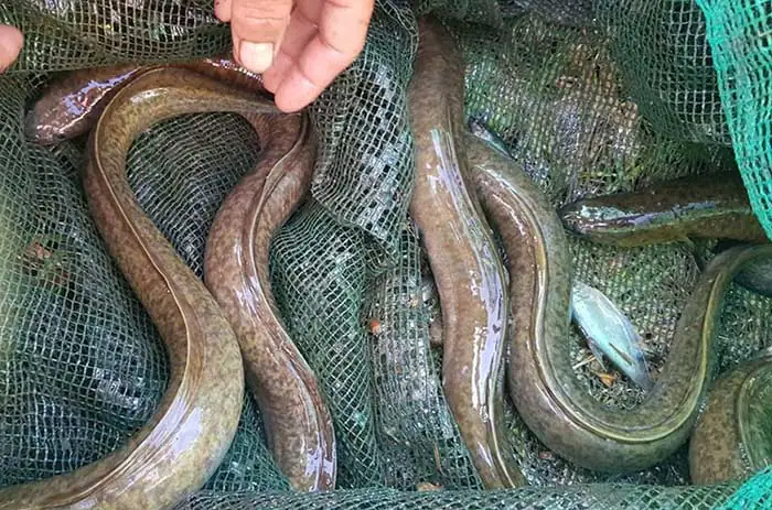 Đặc Điểm Và Tập Tính Sống Của Cá Chình Đặc Điểm Và Tập Tính Sống Của Cá Chình