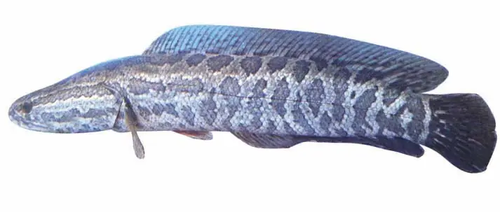 Luôn Muốn Tìm Hướng Đi Mới Để Phát Triển Kinh Tế, Anh Võ Đức Hạnh Ở Thôn Xuân Trung, Xã Xuân Phú, Huyện Yên Dũng Đã Lựa Chọn Mô Hình Nuôi Cá Chuối Hoa. Đây Là Mô Hình Nuôi Mới Trên Địa Bàn Tỉnh Bắc Giang, Hứa Hẹn Tiềm Năng Kinh Tế Có Giá Trị Cao.