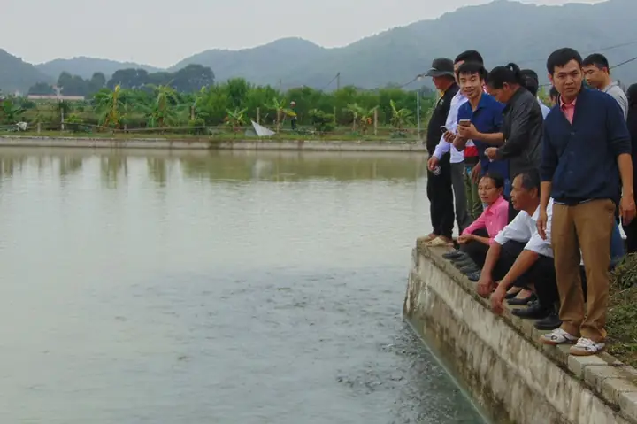 Nuôi Cá Chuối Hoa Ở Bắc Giang: Kinh Nghiệm Và Bài Học Từ Mô Hình Thành Công