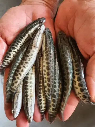 Nuôi Cá Chuối Hoa Ở Bắc Giang: Kinh Nghiệm Và Bài Học Từ Mô Hình Thành Công