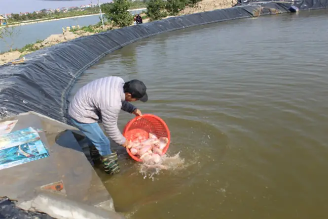 Nuôi Cá Công Nghệ Mỹ, Israel Nuôi Cá Công Nghệ Mỹ, Israel
