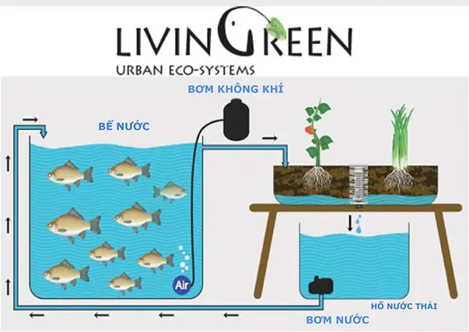 Bí Mật Về Công Nghệ Nuôi Cá Trên Sa Mạc Bí Mật Về Công Nghệ Nuôi Cá Trên Sa Mạc