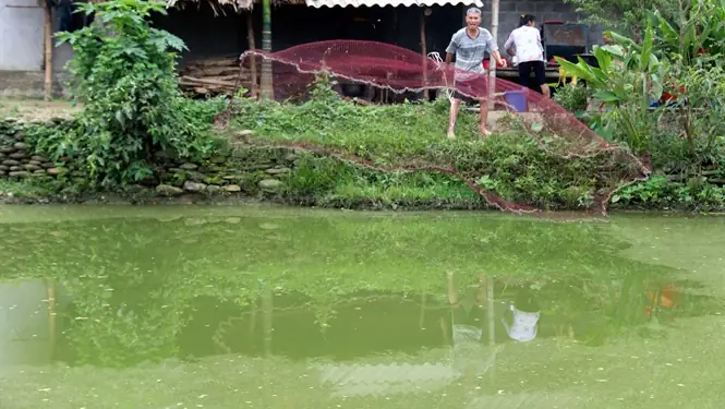 Nuôi Cá Da Trơn Nuôi Cá Da Trơn