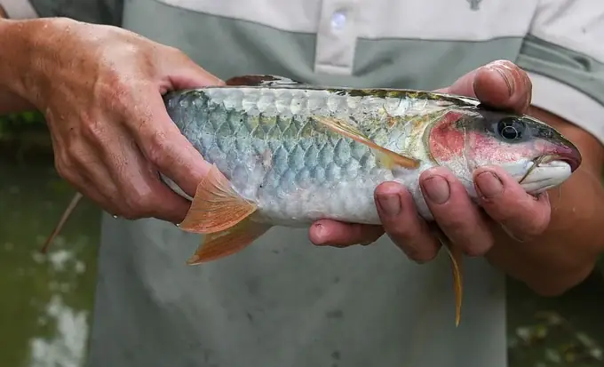 Cô Gái Mường Bén Duyên Nghề Nuôi Cá Tầm