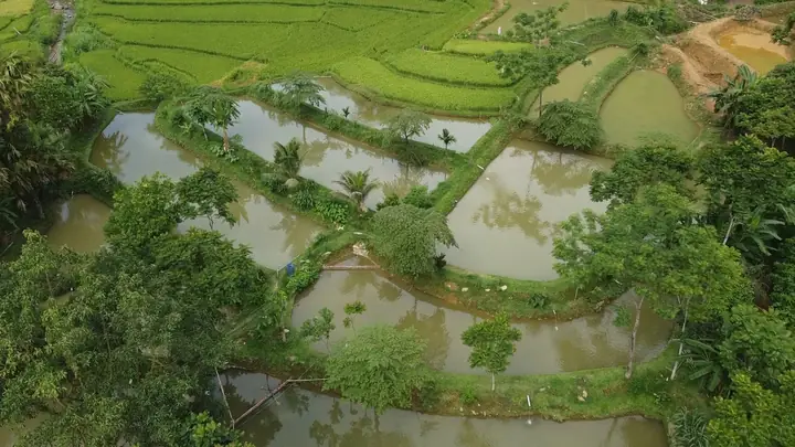 Cô Gái Mường Bén Duyên Nghề Nuôi Cá Tầm