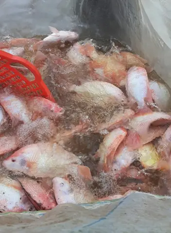 Nuôi Cá Điêu Hồng Trong Bể