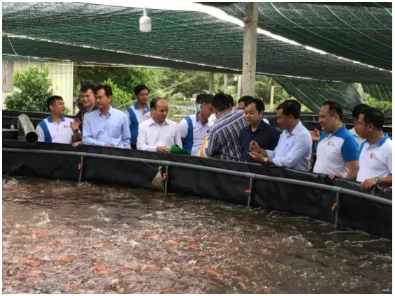 Nuôi Cá Điêu Hồng Trong Bể