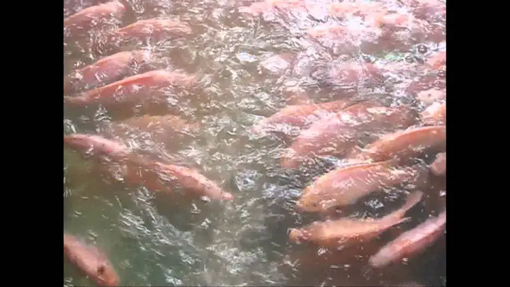 Kỹ Thuật Nuôi Cá Diêu Hồng Trong Bể Xi Măng