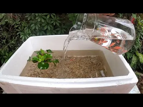 Hướng Dẫn Cách Nuôi Cá Trong Thùng Xốp