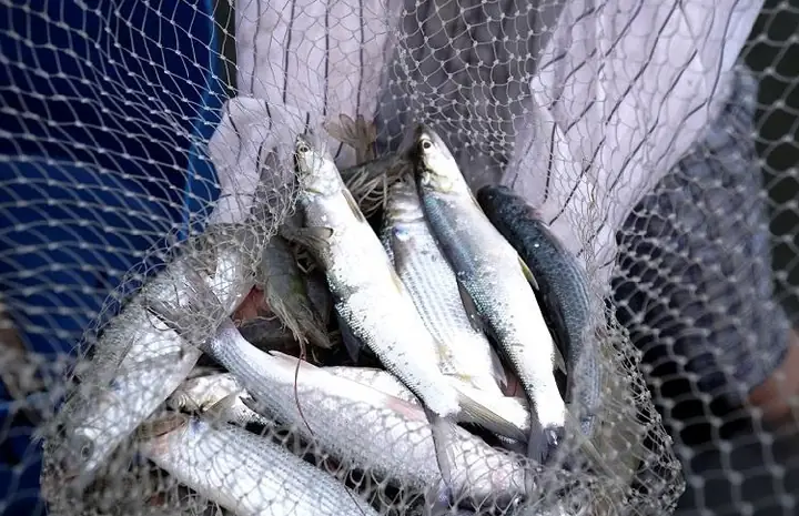 Kỹ Thuật Nuôi Cá Đối Mục Quy Mô Công Nghiệp