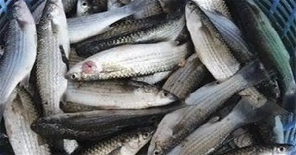 Hướng Dẫn Nuôi Cá Đối Mục Thương Phẩm | Dân Tộc Và Phát Triển