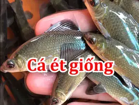 Cá Ét Giống: Cách Nuôi Và Chăm Sóc Hiệu Quả Cho Người Mới Bắt Đầu Cá Ét Giống: Cách Nuôi Và Chăm Sóc Hiệu Quả Cho Người Mới Bắt Đầu