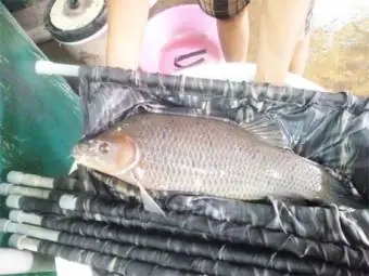 Tiền Giang: Sinh Sản Nhân Tạo Thành Công Cá Ét Mọi – Tạp Chí Thủy ... Tiền Giang: Sinh Sản Nhân Tạo Thành Công Cá Ét Mọi – Tạp Chí Thủy ...