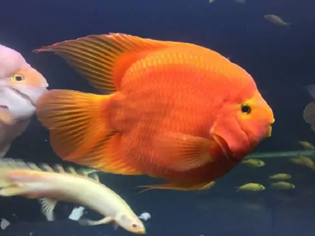 Cá Hồng Két Cá Hồng Két