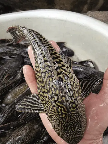 Tuổi Đinh Hợi (mệnh Thổ)