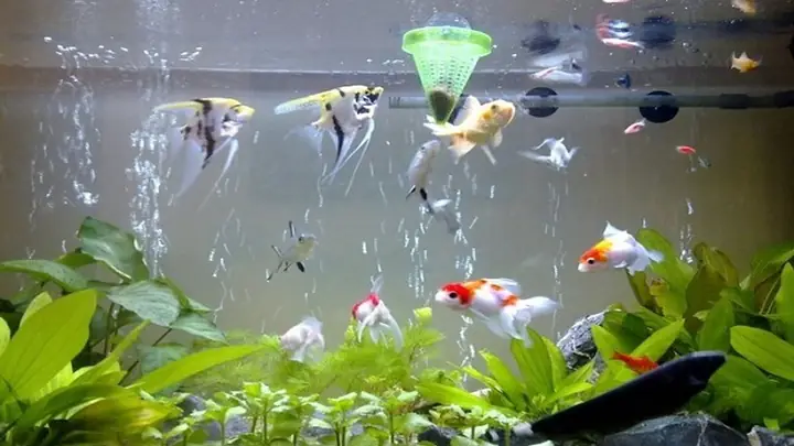 5số Lượng Cá Nuôi Theo Phong Thủy