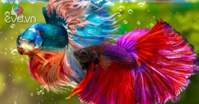 12 Loại Cá Cảnh Đẹp Cho Người Mới Nuôi, Cá Sống "cực Khỏe” Không ...