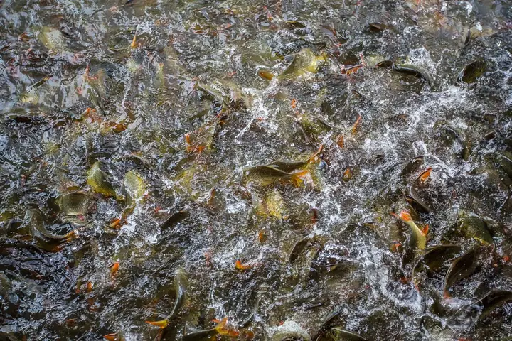 Nên Nuôi 5 Loài Cá Nào Để Có Giá Trị Kinh Tế Cao?