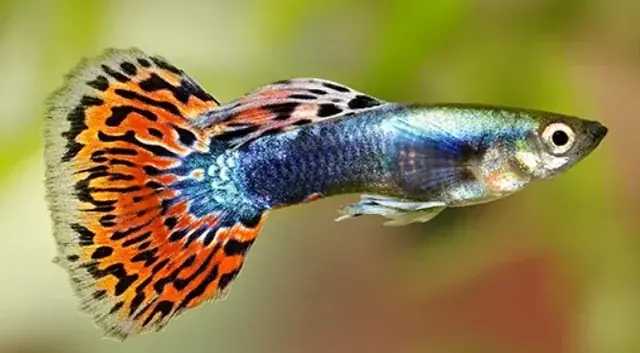 Nuôi Cá Gì Mau Lớn: Top 10 Loài Cá Sinh Trưởng Nhanh Nhất Cho Người Mới Bắt Đầu Nuôi Cá Gì Mau Lớn: Top 10 Loài Cá Sinh Trưởng Nhanh Nhất Cho Người Mới Bắt Đầu