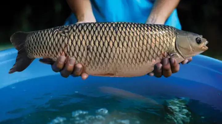 Nuôi Cá Gì Mau Lớn: Top 10 Loài Cá Sinh Trưởng Nhanh Nhất Cho Người Mới Bắt Đầu Nuôi Cá Gì Mau Lớn: Top 10 Loài Cá Sinh Trưởng Nhanh Nhất Cho Người Mới Bắt Đầu