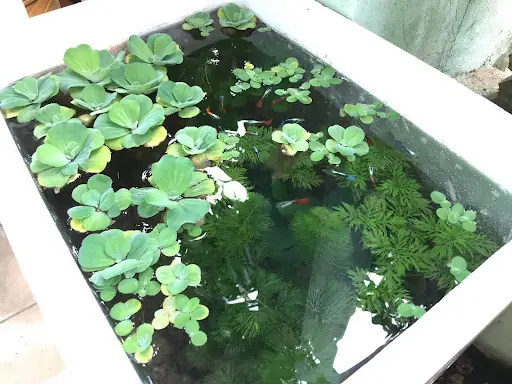 Nuôi Cá Gì Trong Thùng Xốp? Hướng Dẫn Chọn Loài Và Kỹ Thuật Chăm Sóc Hiệu Quả Tại Nhà