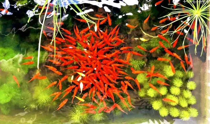 Nuôi Cá Gì Trong Thùng Xốp? Hướng Dẫn Chọn Loài Và Kỹ Thuật Chăm Sóc Hiệu Quả Tại Nhà