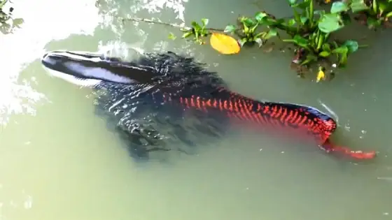 Cá Hải Tượng Sinh Sản Ở Tây Ninh Cá Hải Tượng Sinh Sản Ở Tây Ninh