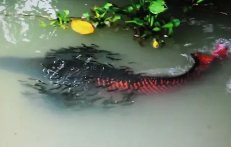 Nuôi Cá Hải Tượng Sinh Sản Thành Công Nuôi Cá Hải Tượng Sinh Sản Thành Công