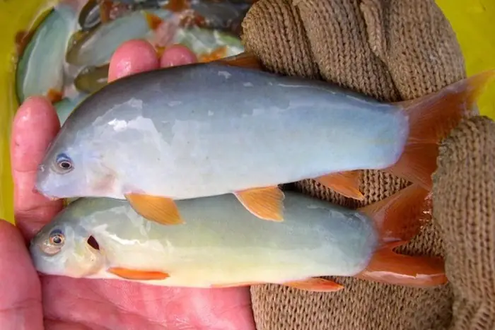 Mật Độ Phù Hợp Cho Nuôi Vỗ Thành Thục Cá Heo